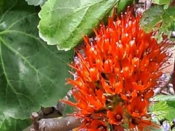 Greyia sutherlandii inflorescence